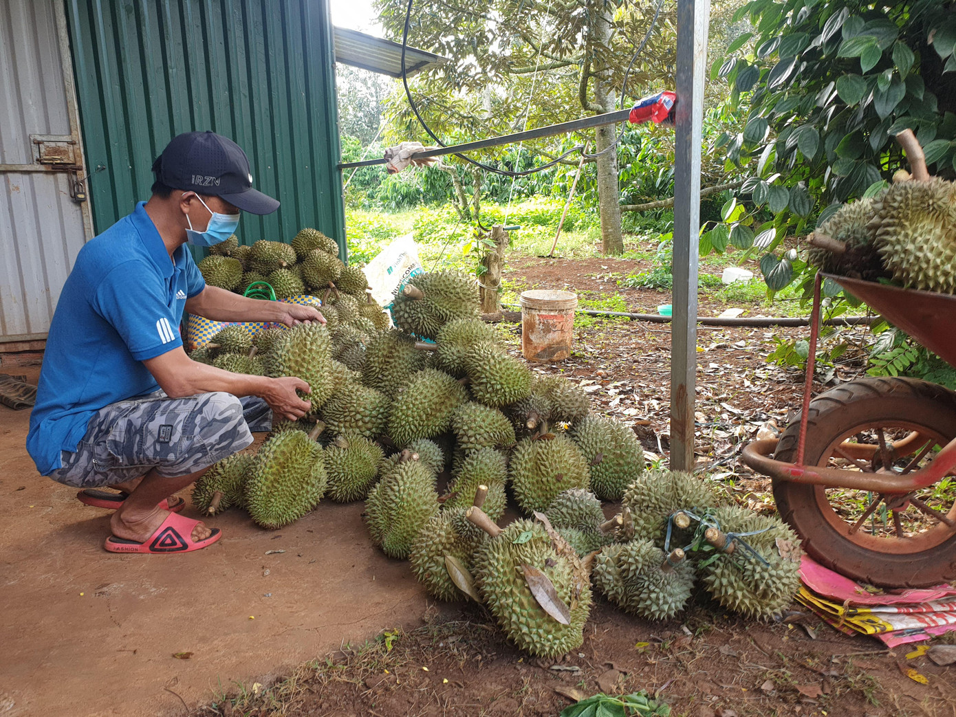Anh Trung bên đống sầu riêng rụng mỗi ngày