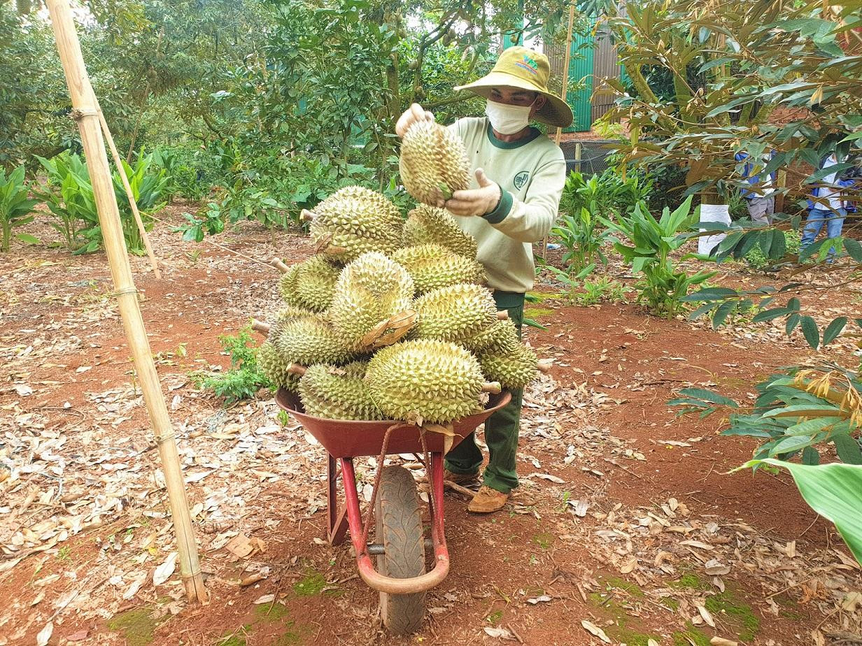 Nhiều nông dân chỉ bán sầu riêng với giá 28-32 nghìn đồng/kg