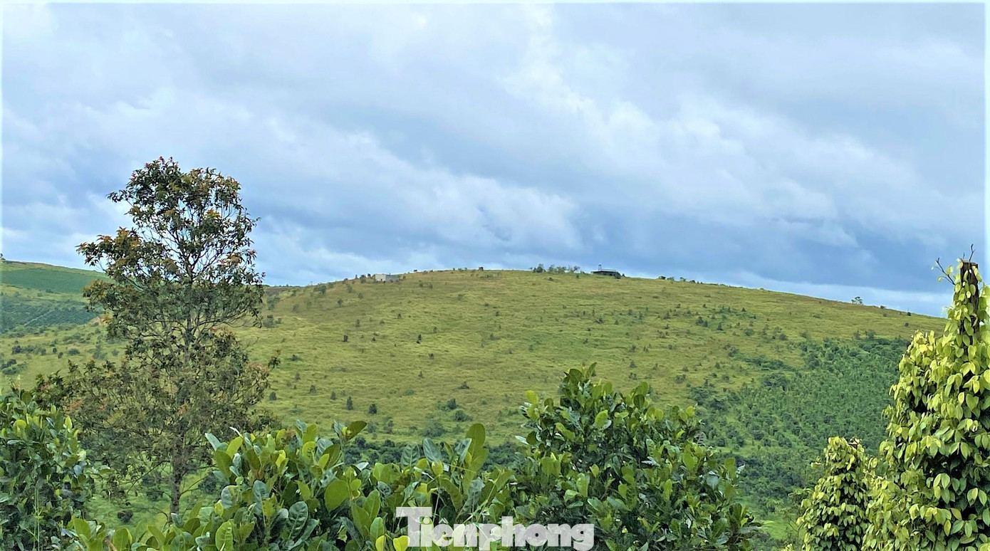 Cty Huỳnh Phương Anh tự ý phá trắng hàng trăm héc-ta cao su, không xin phép cơ quan chức năng