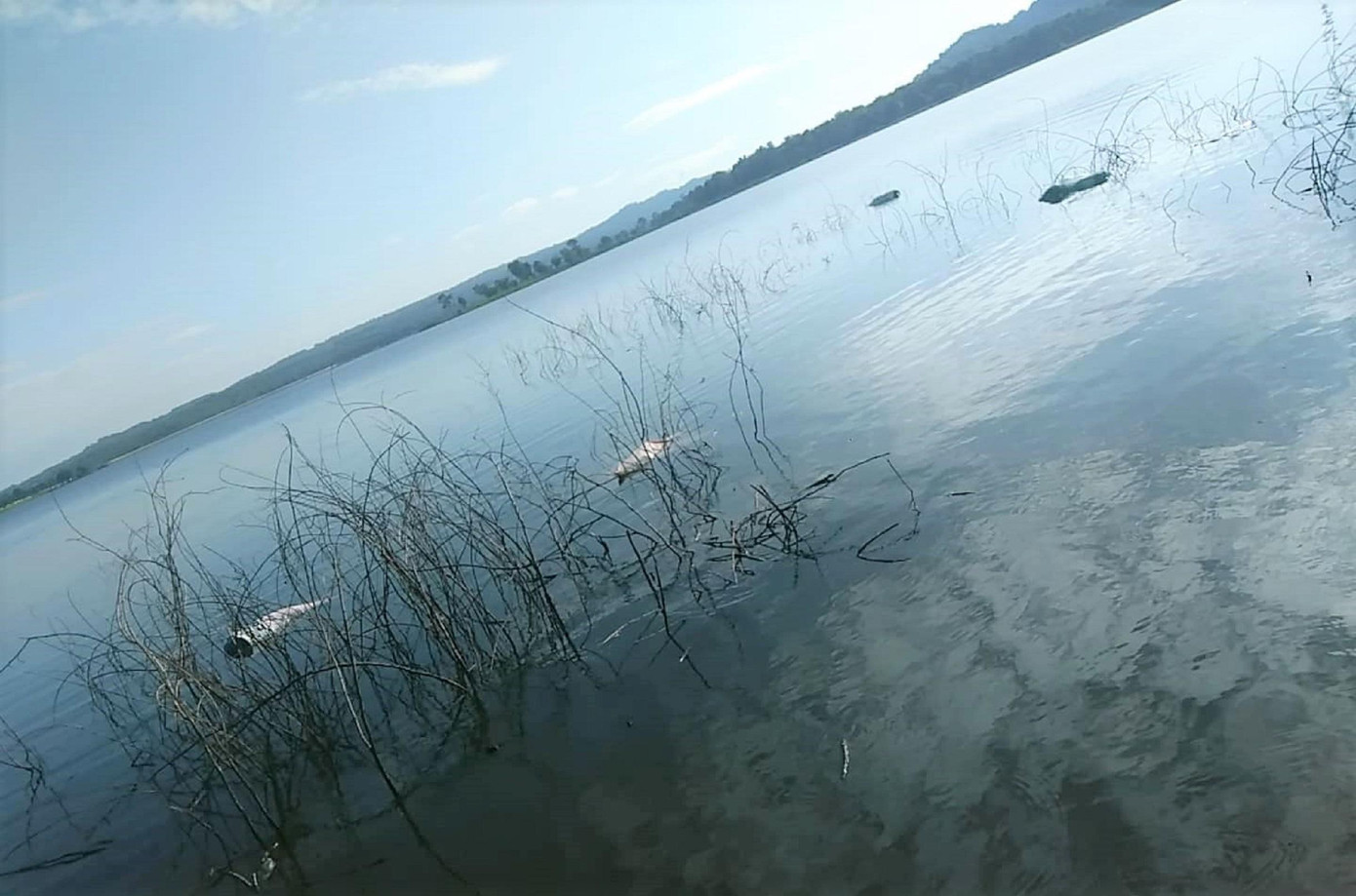 Một người dân cho hay, gần đây đã thấy 6 xác lợn bị vứt dưới hồ Một người dân cho hay, gần đây đã thấy 6 xác lợn bị vứt dưới hồ