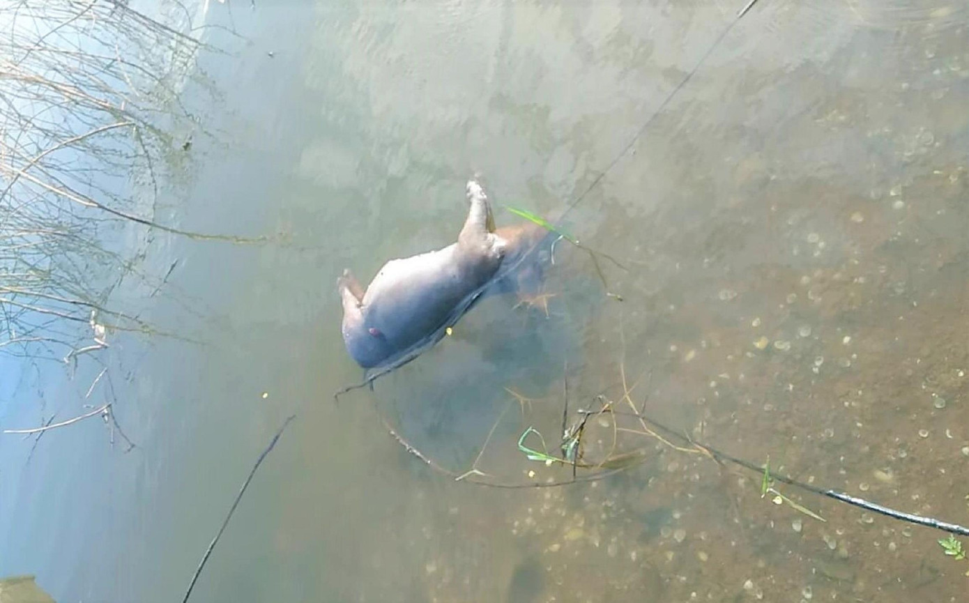 Một con lợn nổi trên mặt hồ Một con lợn nổi trên mặt hồ