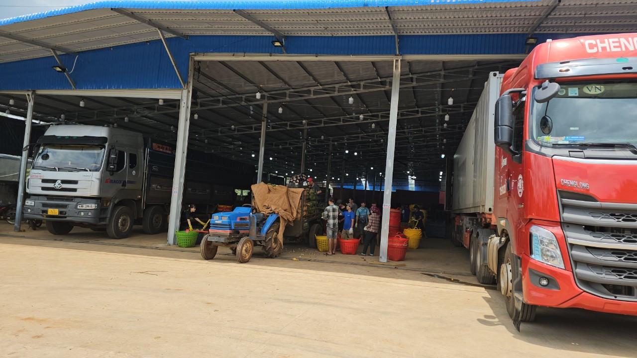 Một kho sầu riêng tại huyện Krông Pắc.