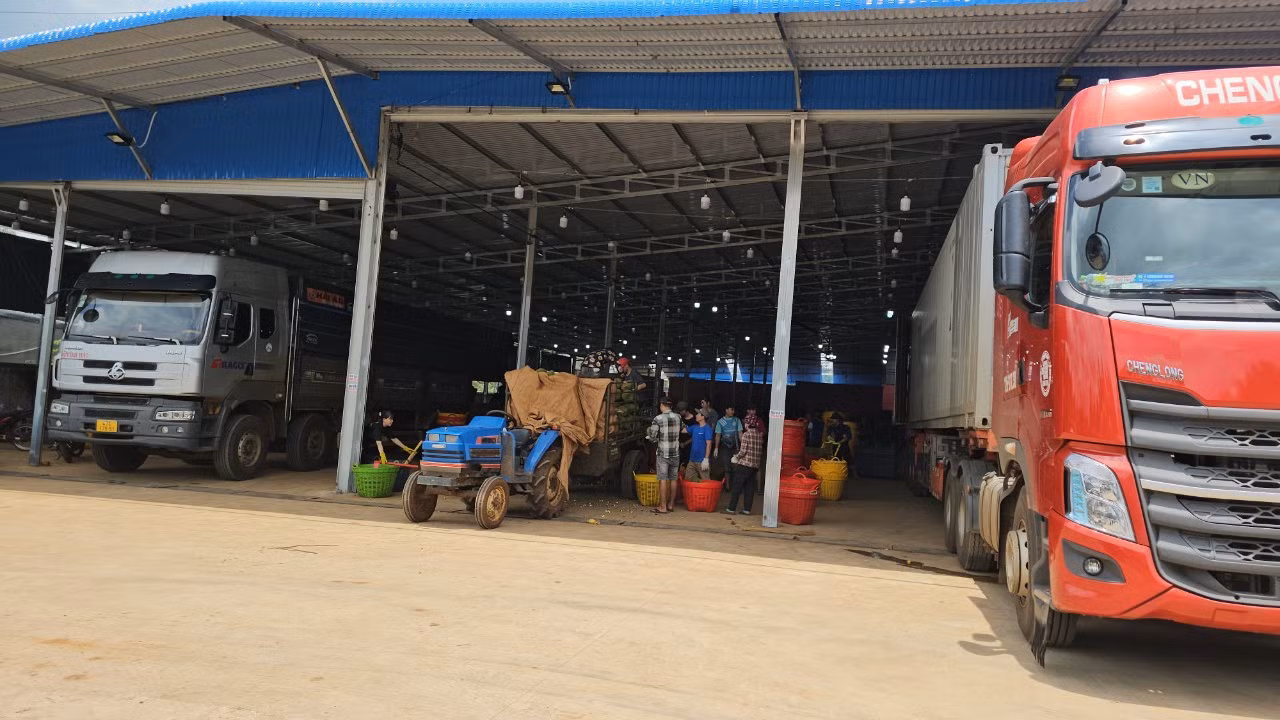 Một kho sầu riêng tại huyện Krông Pắc.