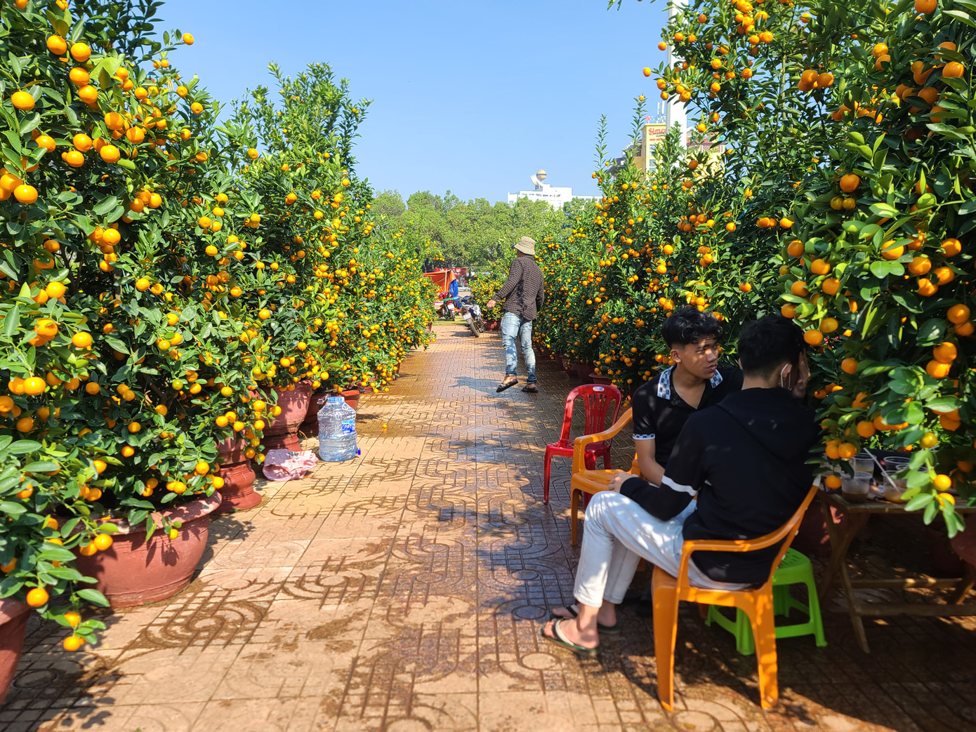 Những chậu quất có dáng đẹp, trĩu quả đang chờ khách