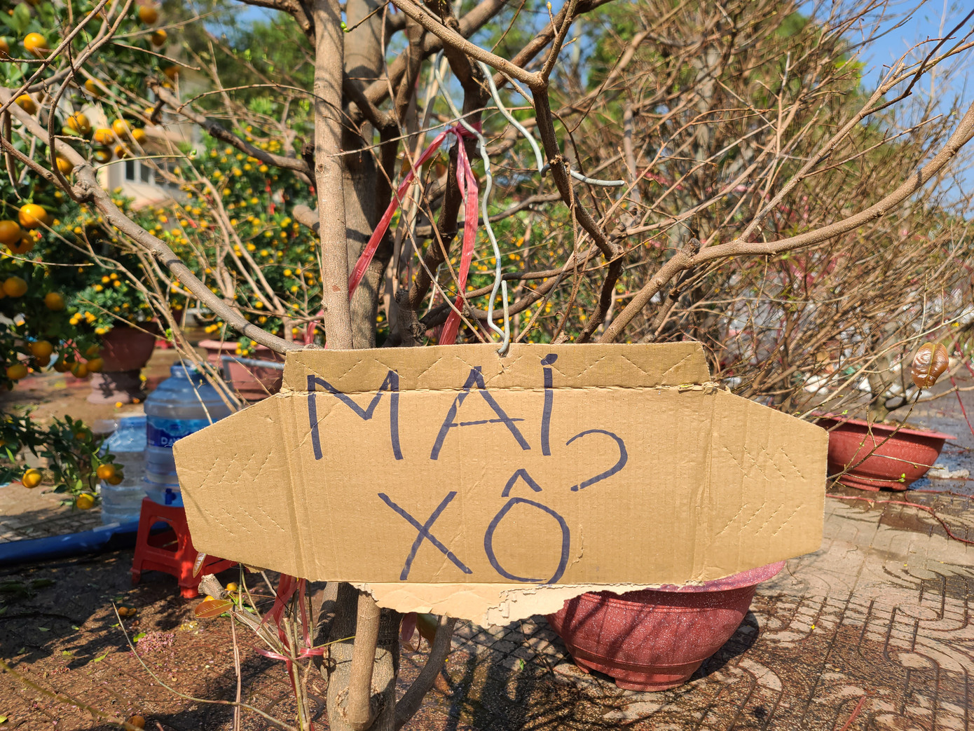 Một điểm bán hoa mai đã treo bảng "Mai xổ"