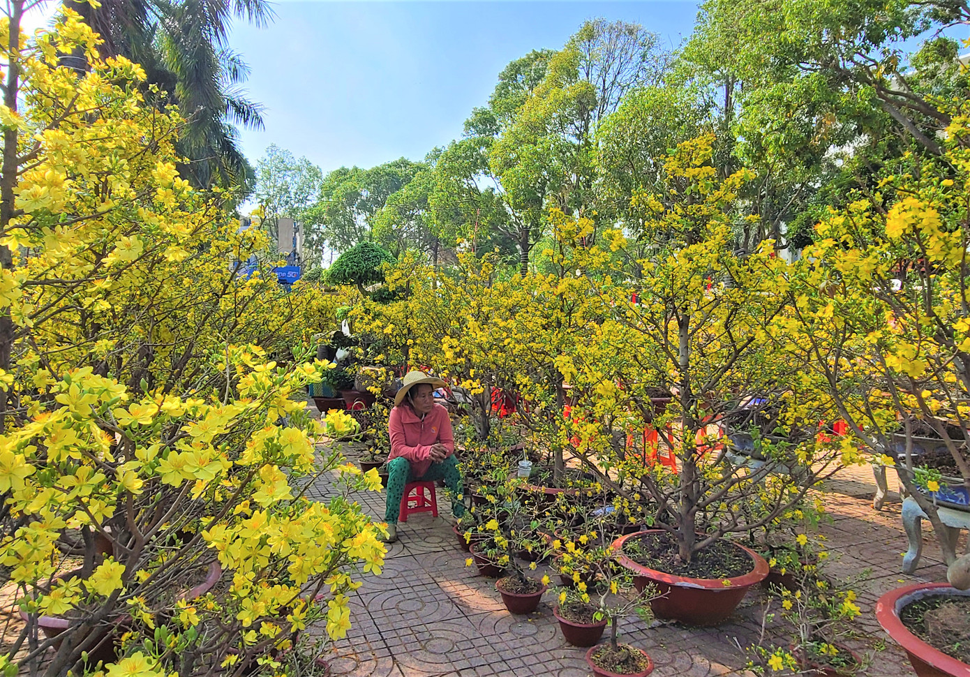 Hoa mai nở rộ, tiểu thương đang ngóng chờ khách