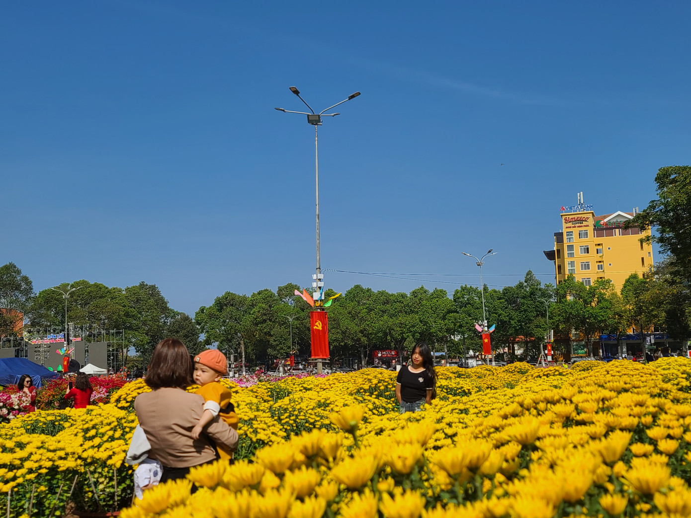 Hoa cúc vàng đang còn rất nhiều tại Quảng trường 10/3