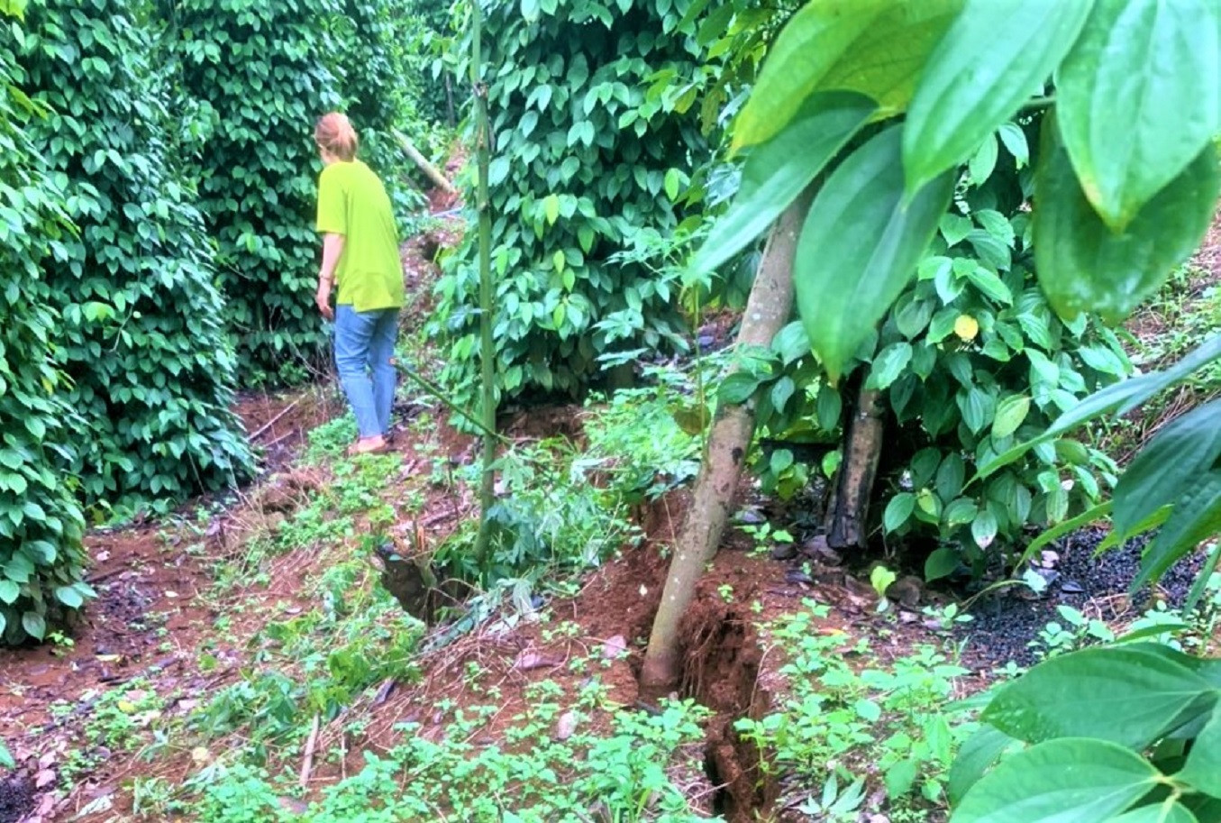 Một vết nứt sâu trong khu vườn của người dân sống gần hồ thủy lợi