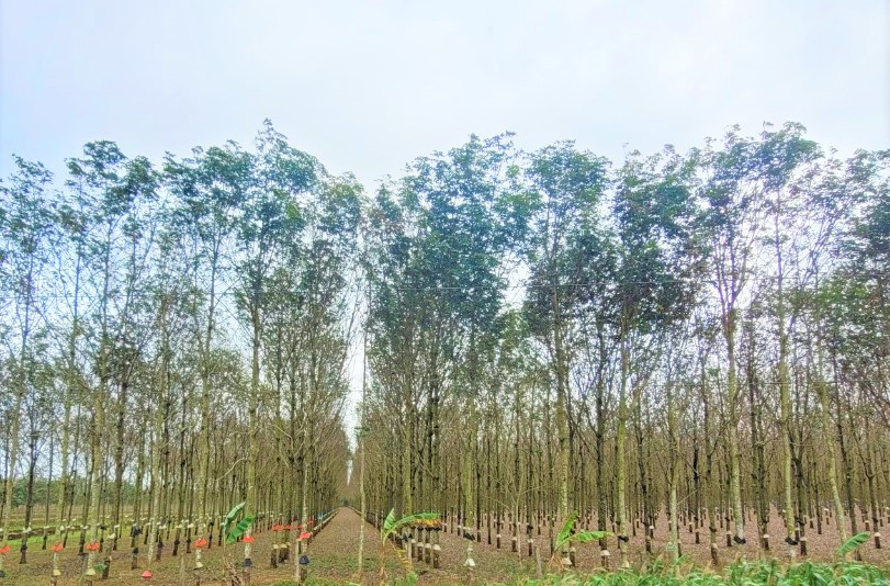 Công an đang điều tra các sai phạm liên quan mua cây giống tại Cty Cao su Đắk Lắk Công an đang điều tra các sai phạm liên quan mua cây giống tại Cty Cao su Đắk Lắk