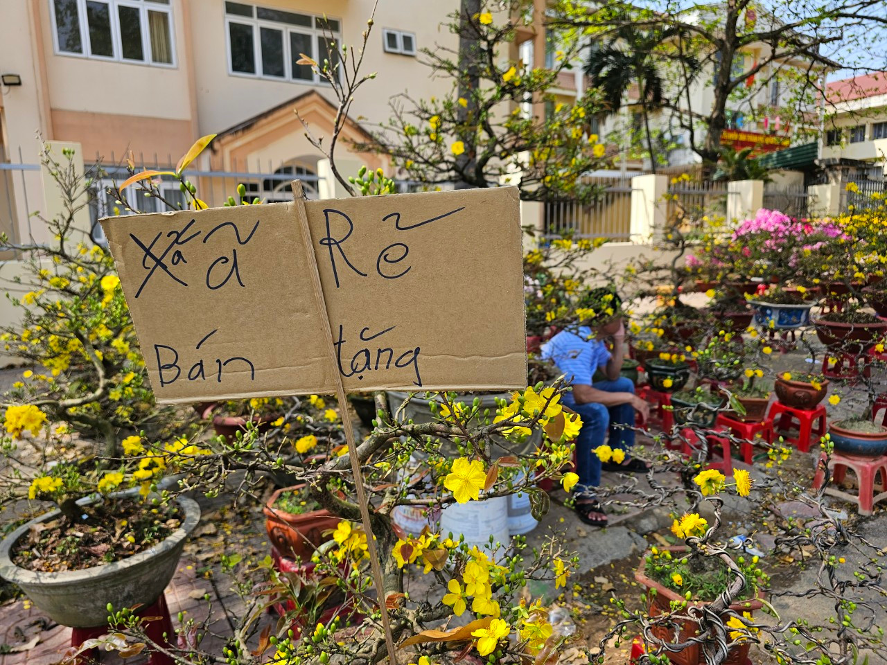 Một chủ vựa mai treo bảng "xả, rẻ, bán tặng" tại chợ hoa xuân TP Buôn Ma Thuột