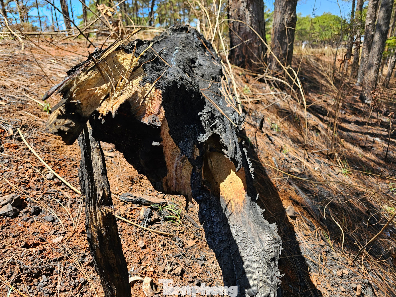 Một cây thông to vừa bị ngã