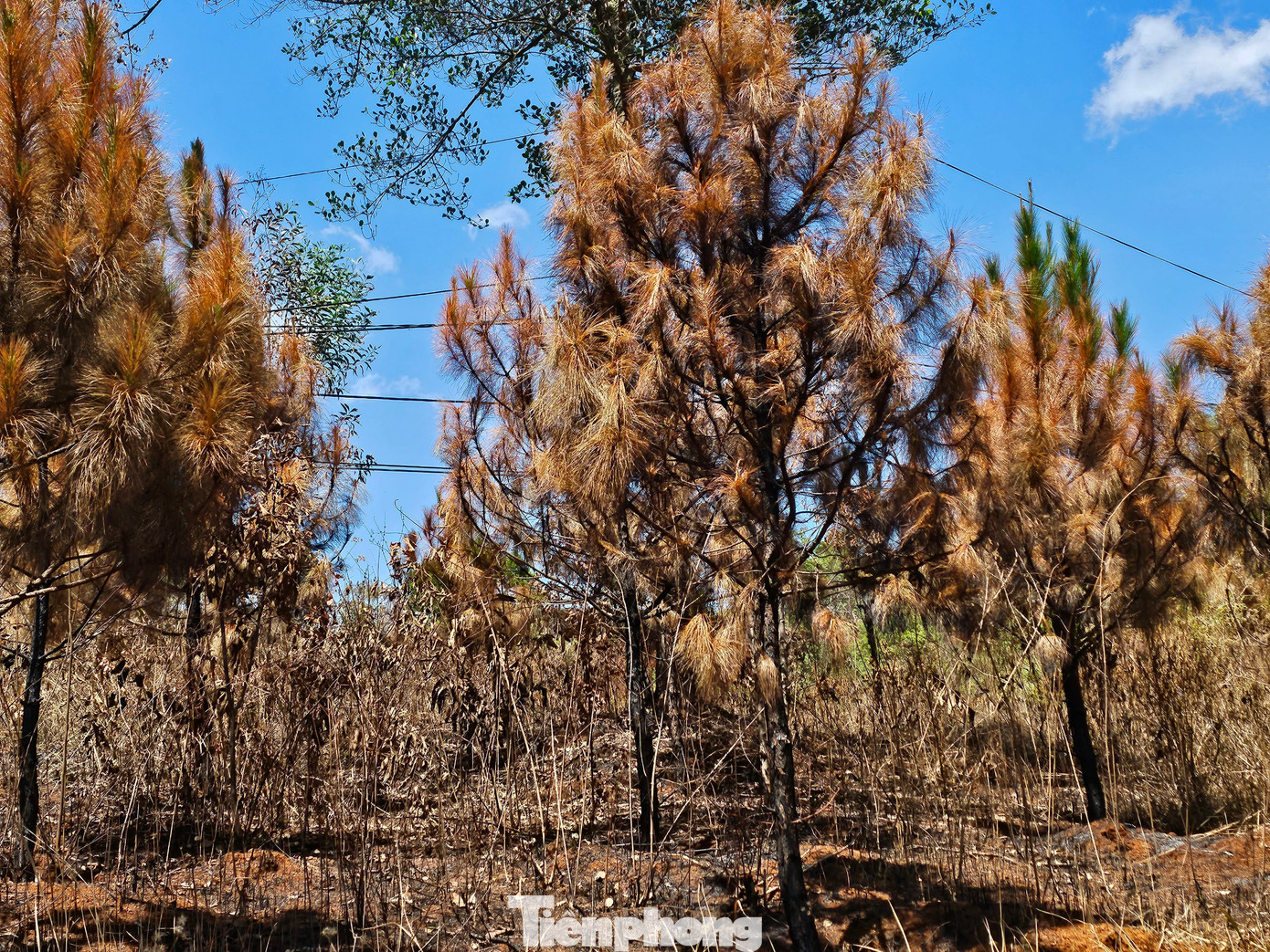 Nhiều cây thông nhỏ ở ven Quốc lộ 14 cũng bị cháy khô