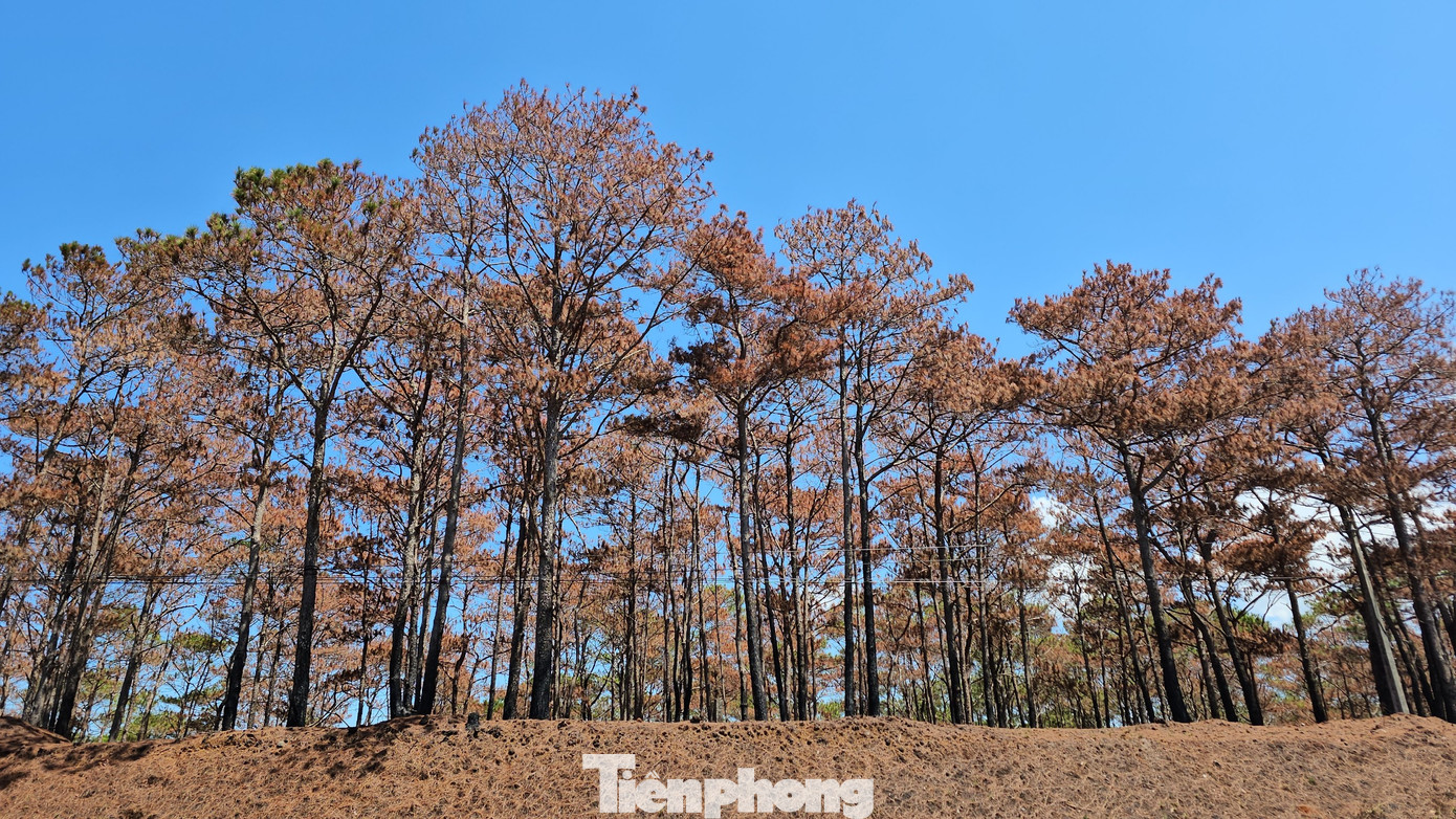 Hình ảnh rừng thông sau khi được "làm sạch" bằng cách đốt thực bì