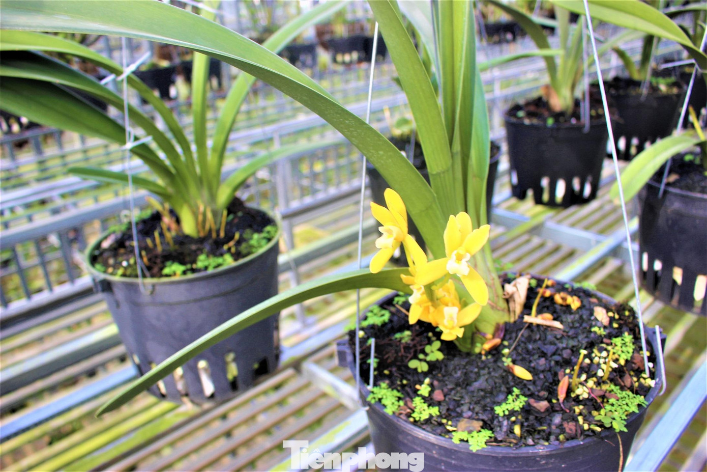 Một chậu hoa lan bắt đầu nở hoa