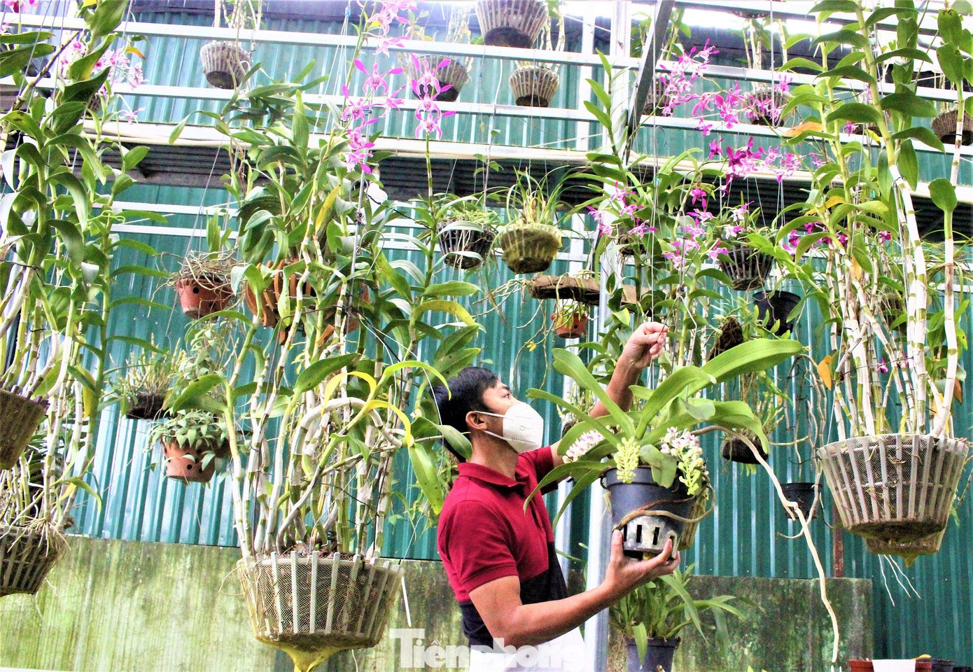 Anh Nguyễn Văn Long chăm sóc vườn hoa lan