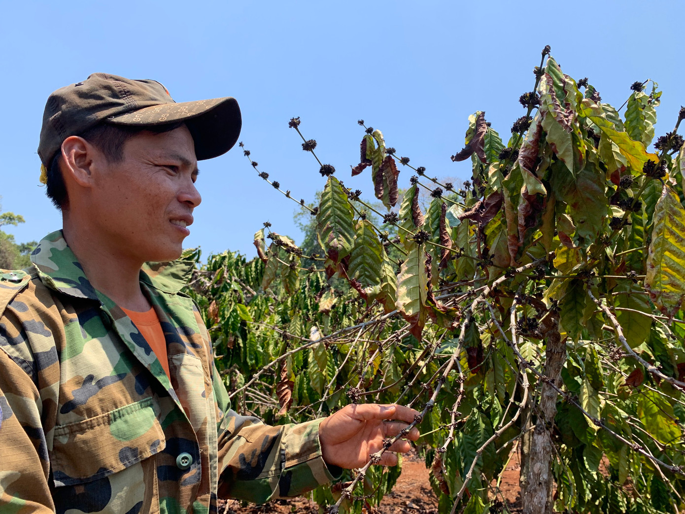 Nhiều diện tích cây trồng khô héo vì nắng hạn.