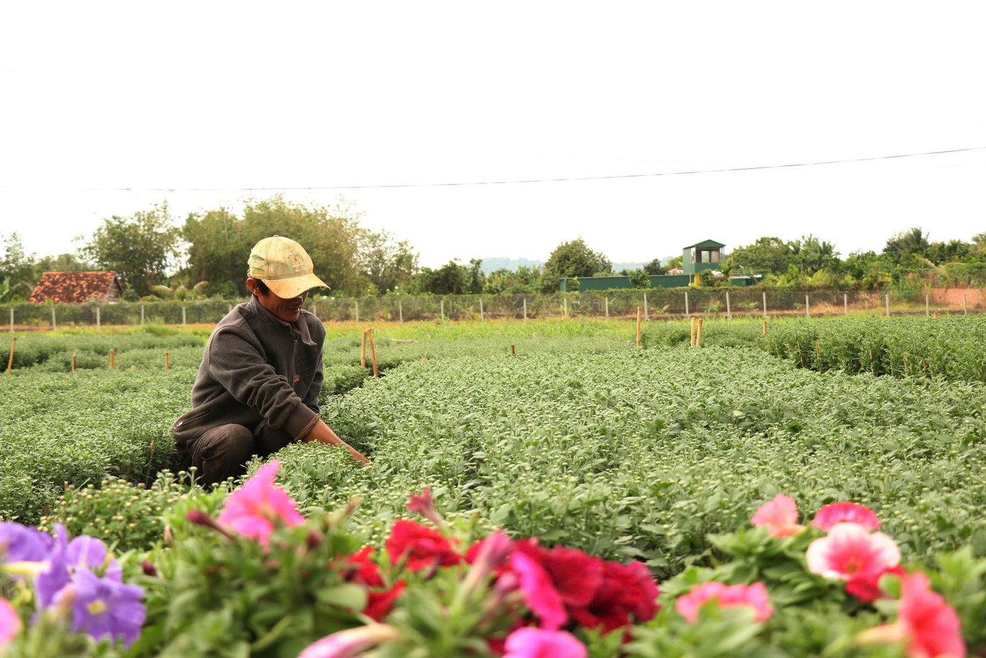 Nông dân trồng hoa đang theo dõi sát diễn biến của thời tiết. Ảnh: Tuấn Anh