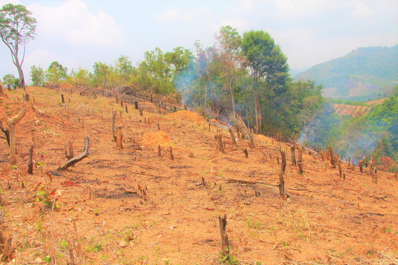 Cty Tân Mai đã lập các hồ sơ báo cáo, có danh sách một số đối tượng chặt phá, lấn chiếm đất gửi UBND xã, công an xã và các cơ quan chức năng; đồng thời tăng cường lực lượng tuần tra, quản lý bảo vệ rừng và đất lâm nghiệp song tình trạng người dân chiếm đất làm nương rẫy diễn ra rất phức tạp và diện tích ngày càng nhiều. Cty Tân Mai mong muốn chính quyền và các cơ quan ban, ngành cùng vào cuộc quyết liệt, giải quyết nạn lấn chiếm đất rừng làm nương rẫy.