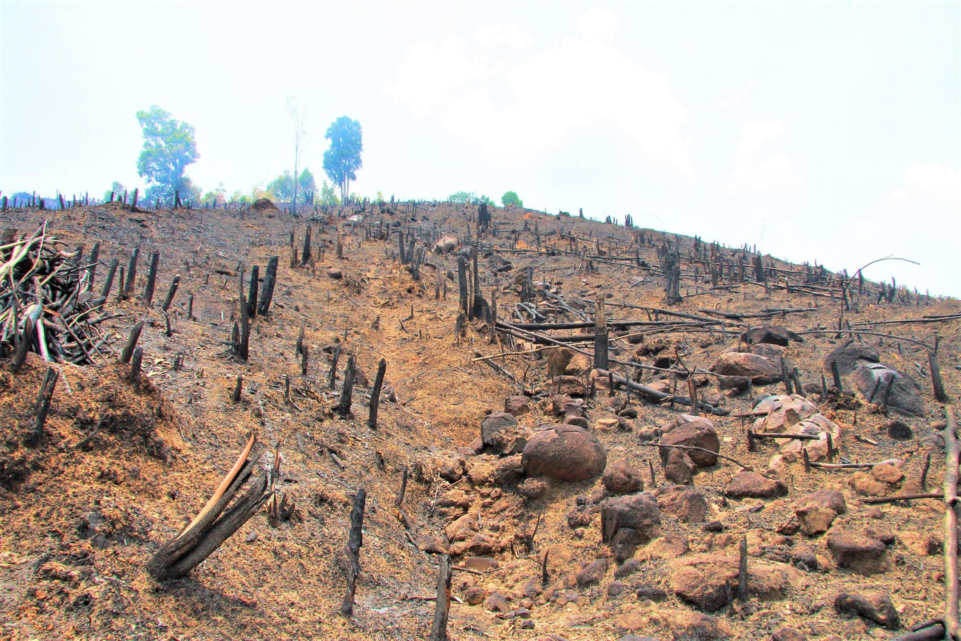 UBND huyện Lắk đã yêu cầu công an vào cuộc xác minh, điều tra vụ phá rừng