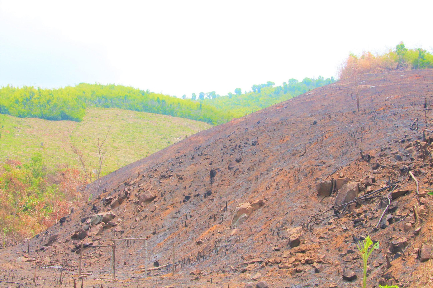 Một phần diện tích rừng tại huyện Lắk bị "cạo trọc"