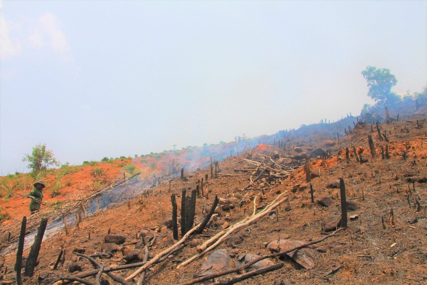 Qua kiểm tra hiện trường, đoàn kiểm tra đã xác định diện tích rừng bị phá là 74,6ha (trong đó 63,7ha tại các tiểu khu 1391, 1392 và 1400) thuộc lâm phần do Cty Tân Mai quản lý, còn lại là UBND xã Đắk Phơi; trạng thái rừng gỗ tự nhiên nghèo, thuộc quy hoạch rừng sản xuất.