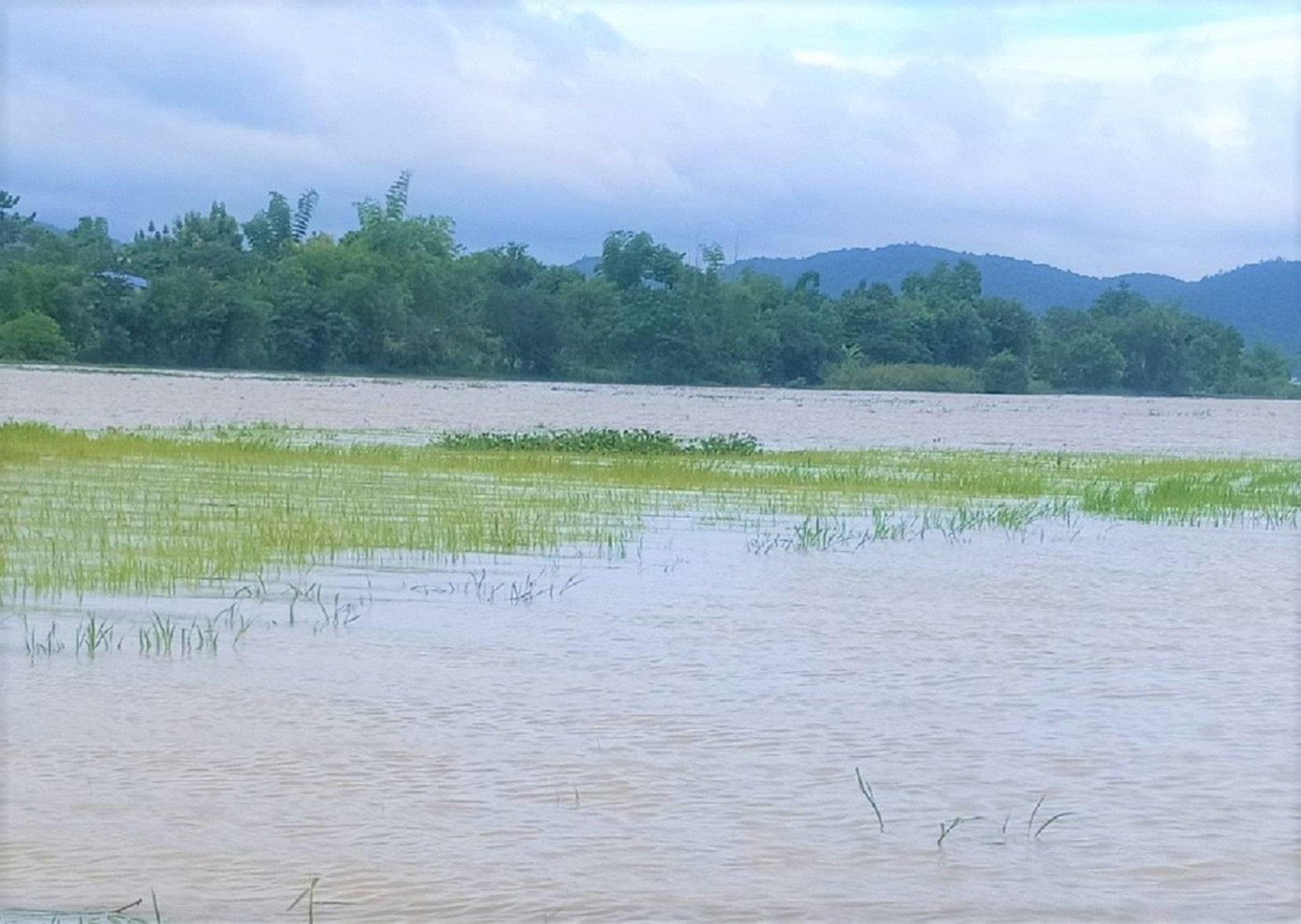 Hàng nghìn ha lúa bị chìm trong nước