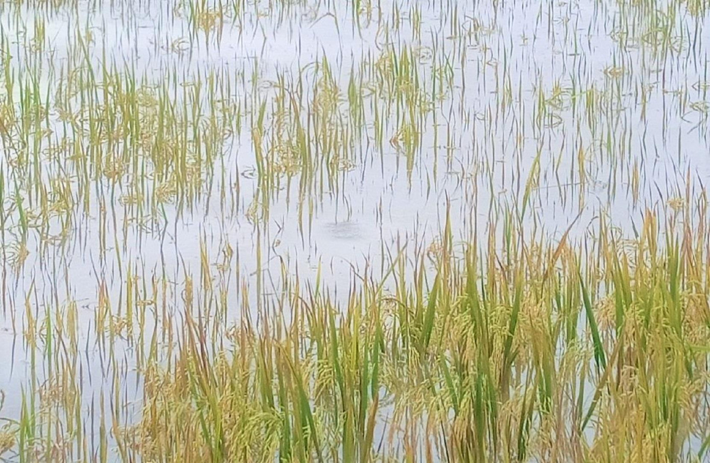 Nhiều diện tích lúa bắt đầu đóng hạt