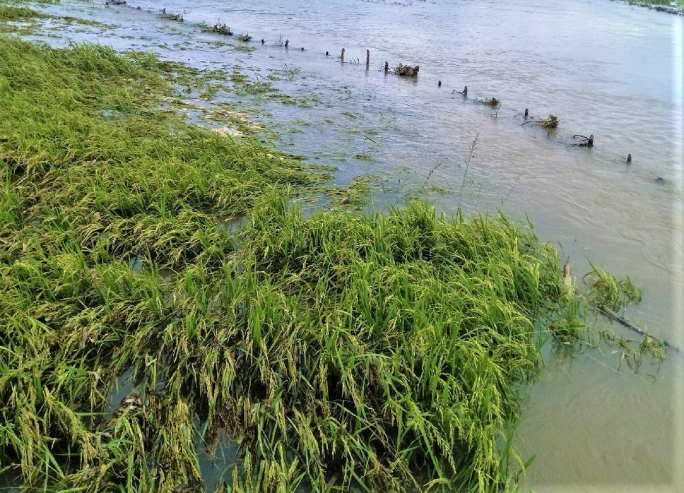 Phần lớn diện tích lúa bị ngập đang sắp tới kỳ cho thu hoạch