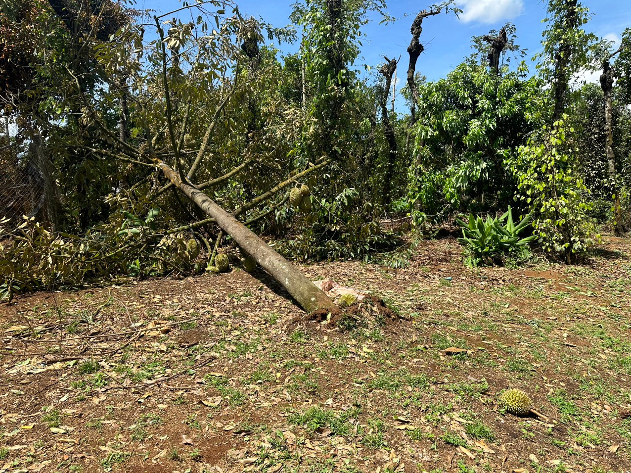 Sầu riêng bật gốc sau cơn lốc Sầu riêng bật gốc sau cơn lốc