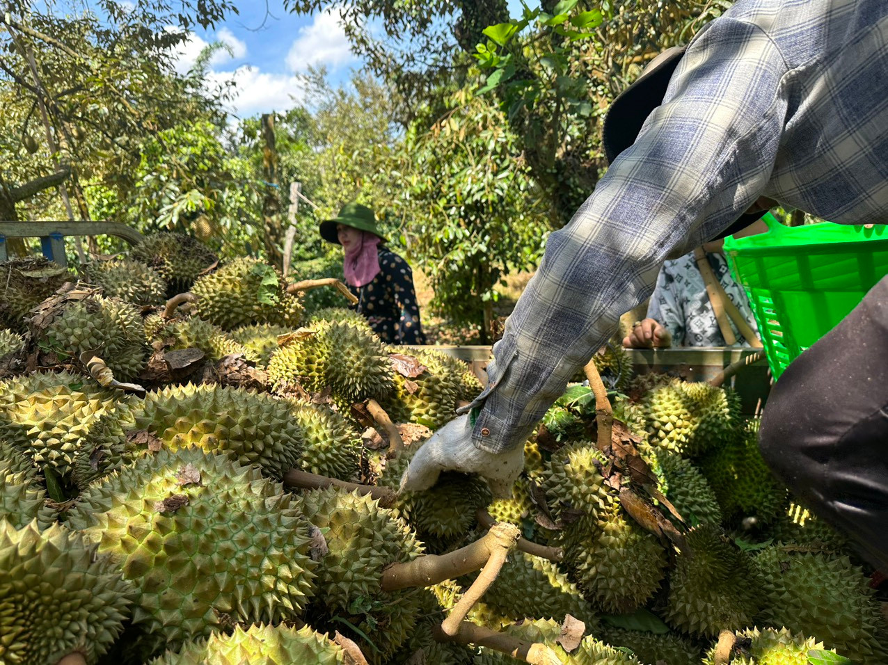 Hàng chục tấn sầu riêng của nông dân bị rụng sau cơn lốc Hàng chục tấn sầu riêng của nông dân bị rụng sau cơn lốc