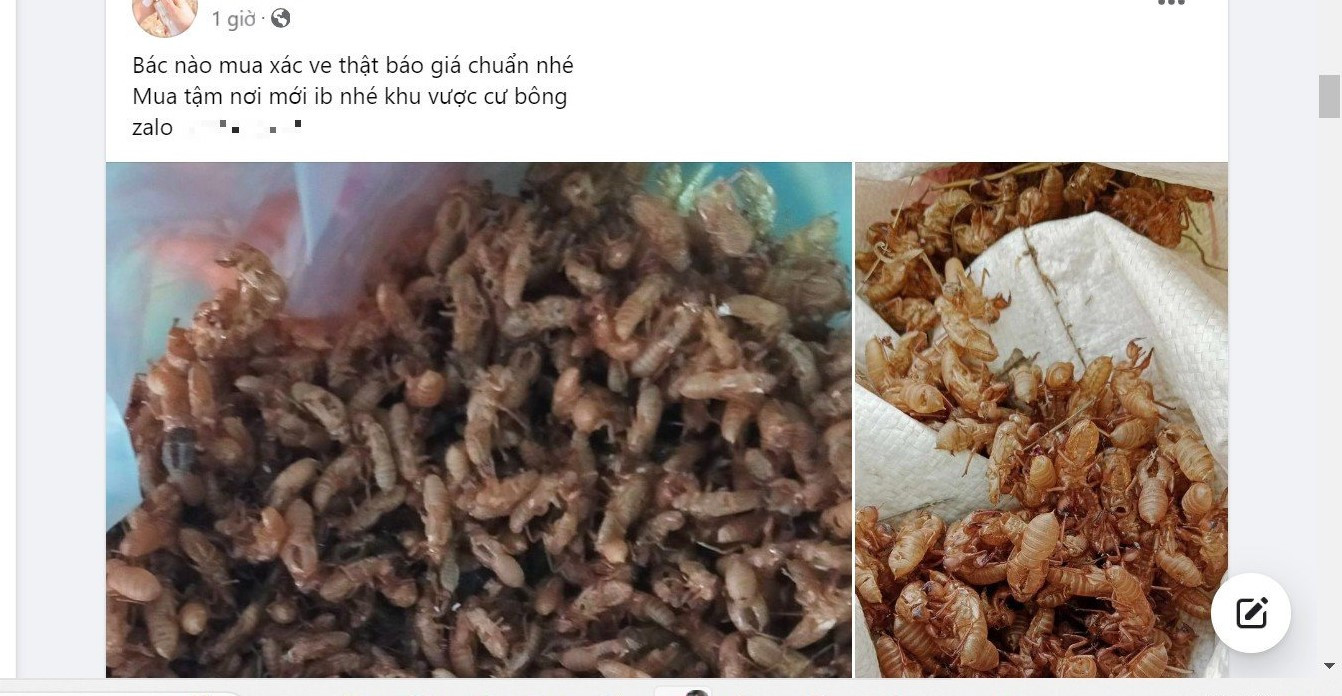 Một tài khoản đăng tin mua xác ve sầu trên nhóm công khai