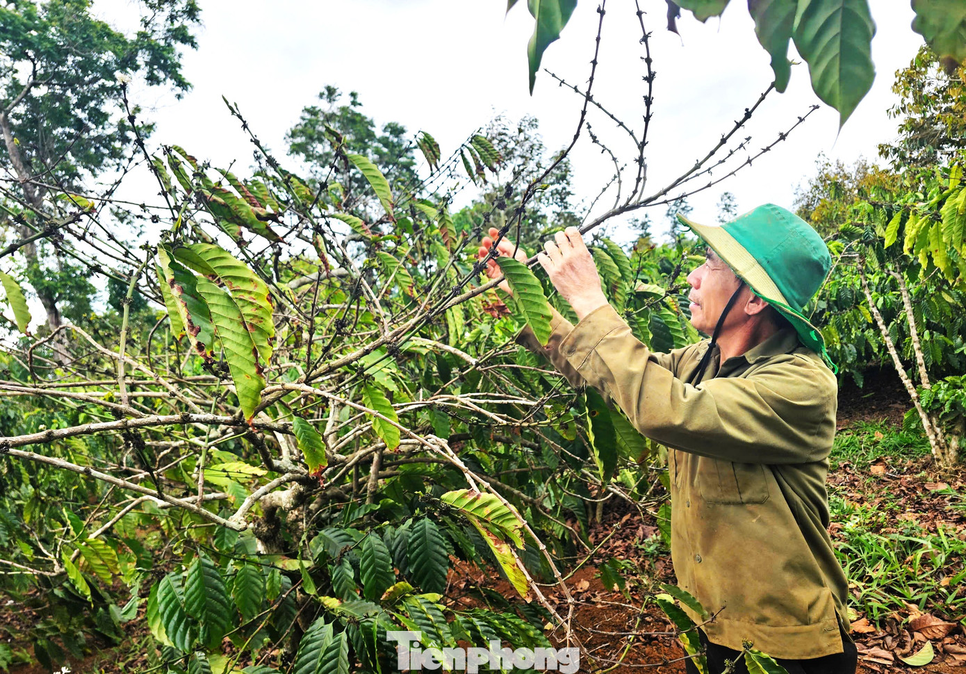 Vườn cà phê bị héo khô vì hạn hán.