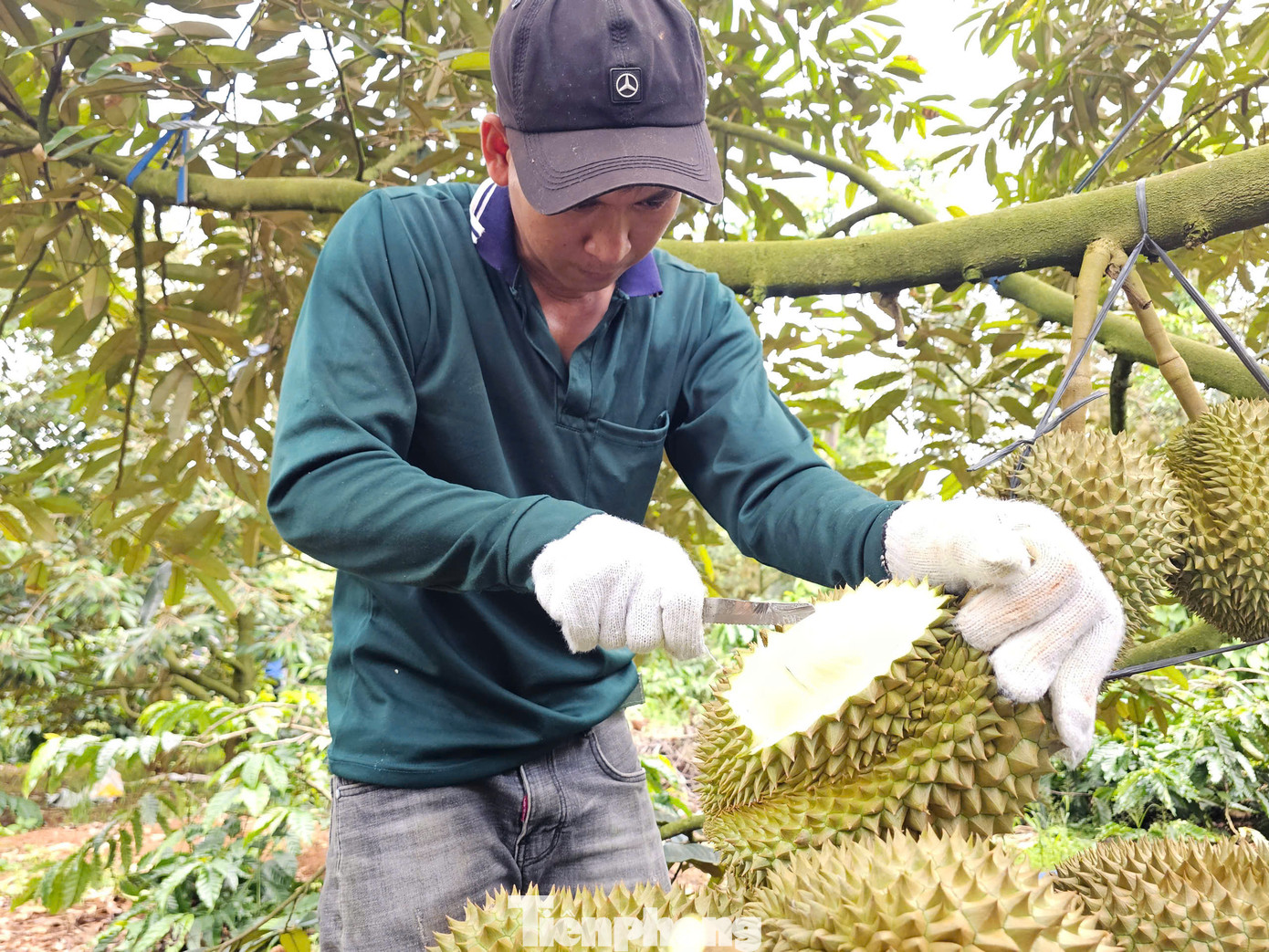 Sầu riêng Đắk Lắk. Sầu riêng Đắk Lắk.