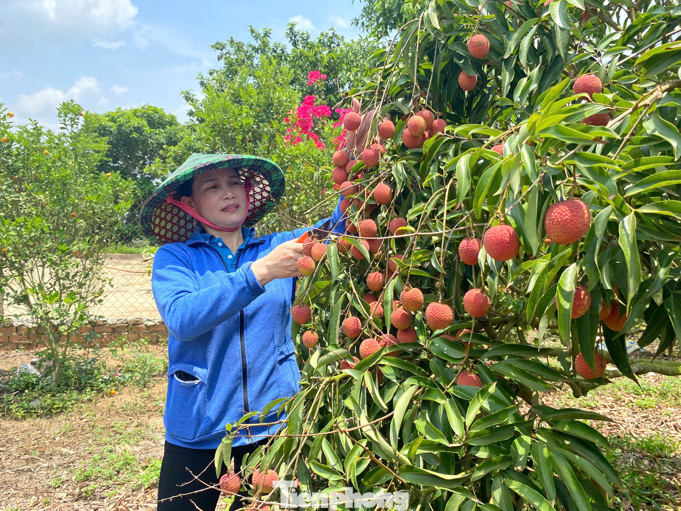 Vải chín sớm rực đỏ trên vùng đất Ea Sar, huyện Ea Kar. Vải chín sớm rực đỏ trên vùng đất Ea Sar, huyện Ea Kar.