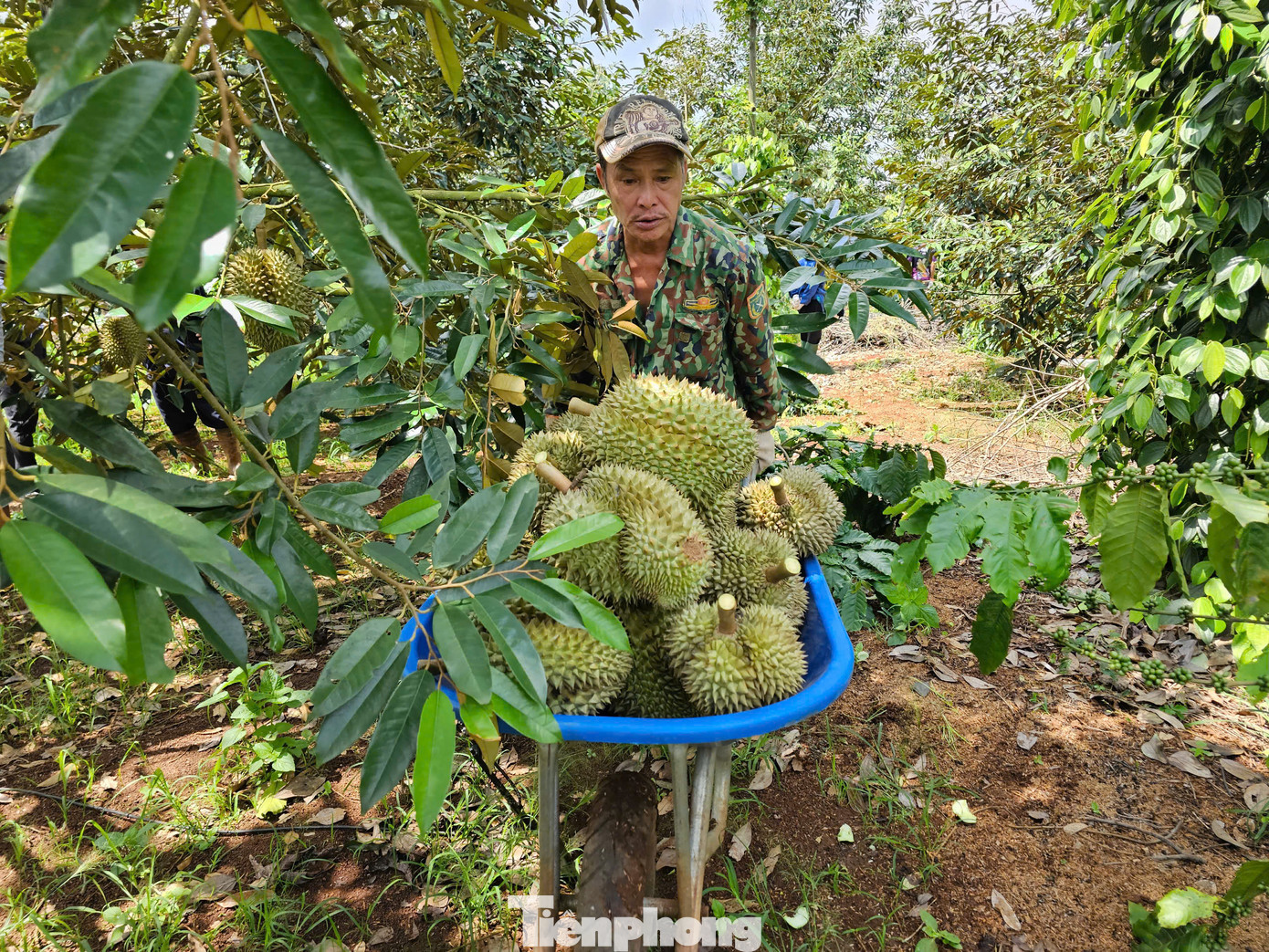 Nông dân Tây Nguyên thu hoạch sầu riêng. Nông dân Tây Nguyên thu hoạch sầu riêng.