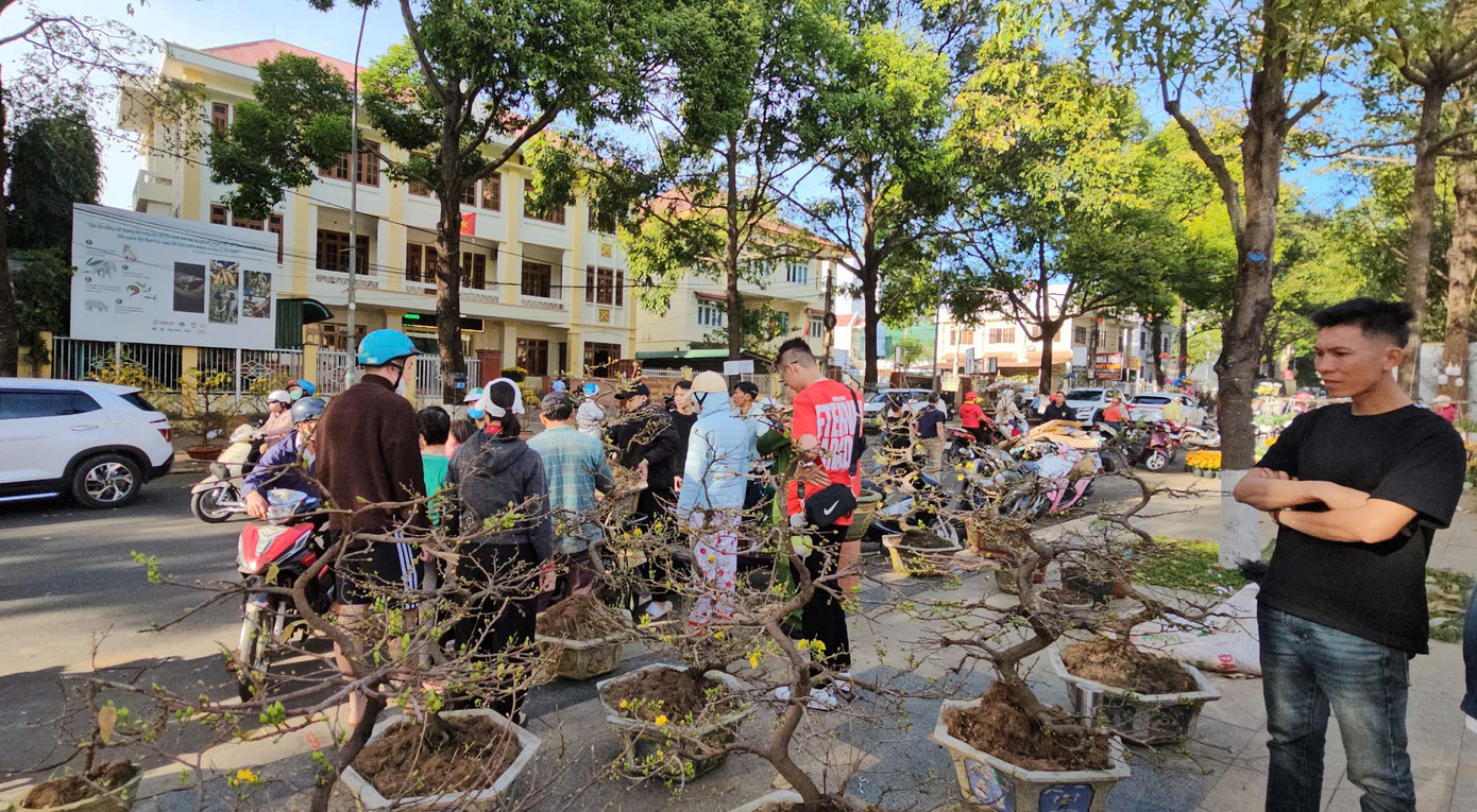 Những chậu mai chiều 29 Tết Những chậu mai chiều 29 Tết