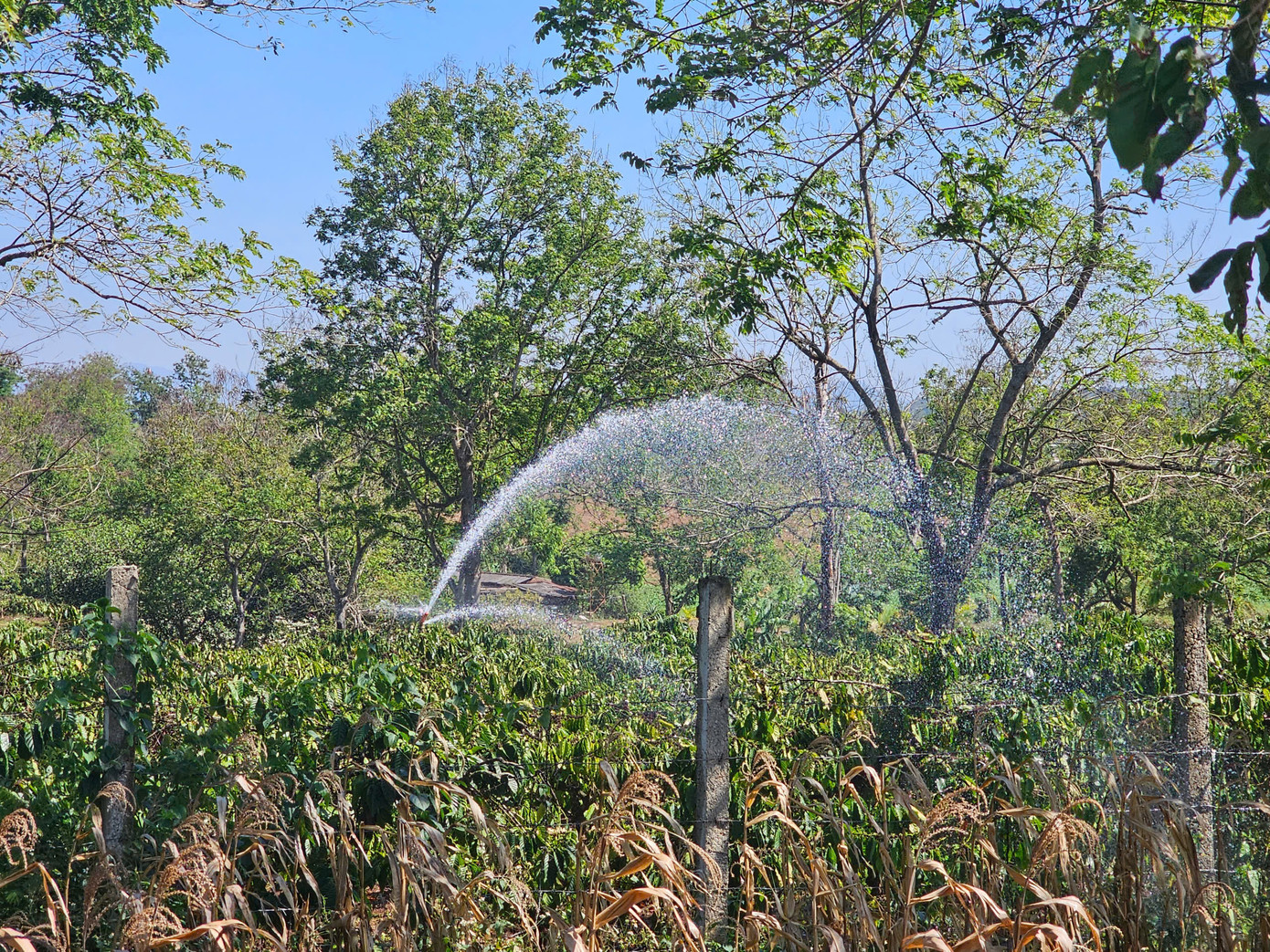 Nắng nóng kéo dài khiến người dân quay quắt tìm nguồn nước tưới