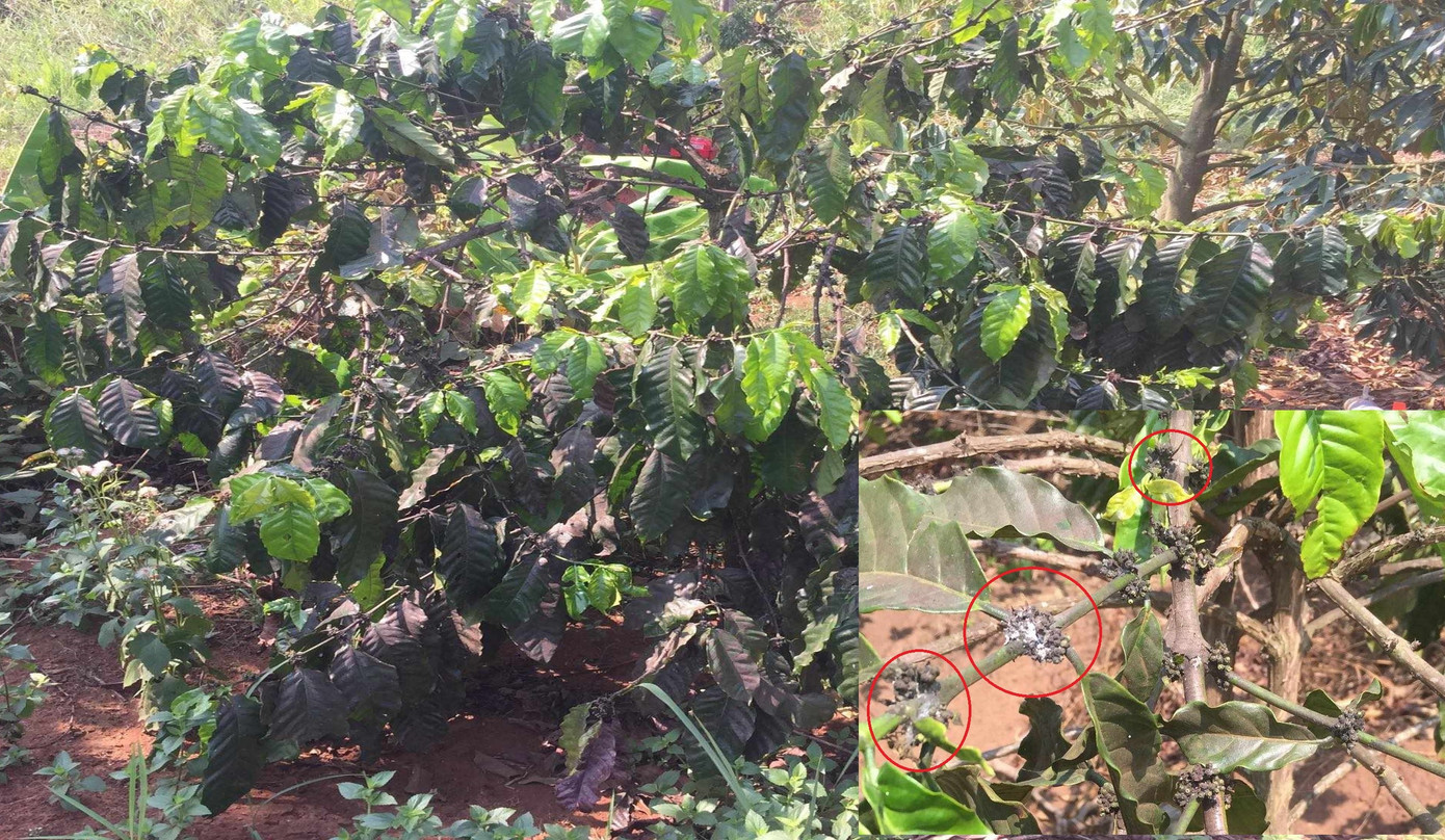 Rệp sáp xuất hiện nhiều trên cây cà phê Rệp sáp xuất hiện nhiều trên cây cà phê