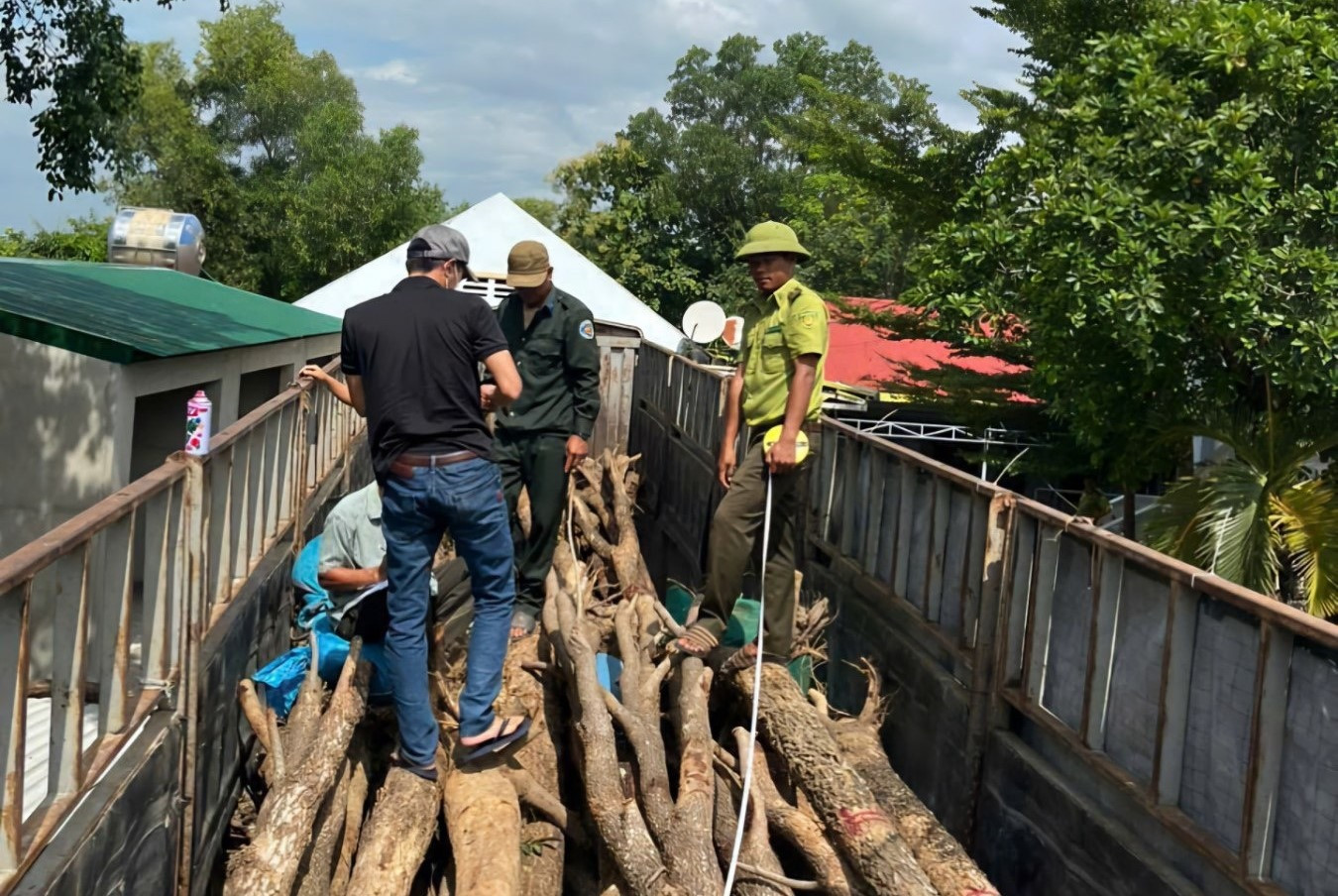 Số cây gỗ giáng hương bị phát hiện không có nguồn gốc rõ ràng. Số cây gỗ giáng hương bị phát hiện không có nguồn gốc rõ ràng.