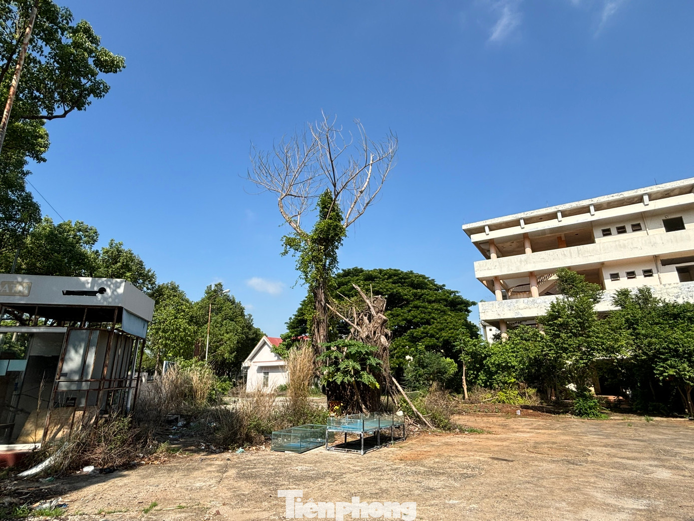 Cỏ mọc um tùm bên trong khu đất