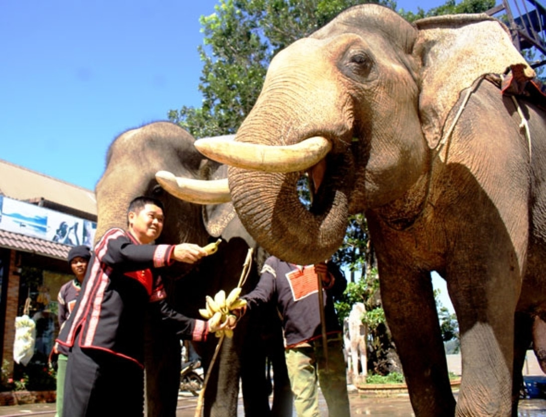 Ông Đàng Năng Long bên đàn voi nhà. Ảnh: Vạn Tiếp Ông Đàng Năng Long bên đàn voi nhà. Ảnh: Vạn Tiếp