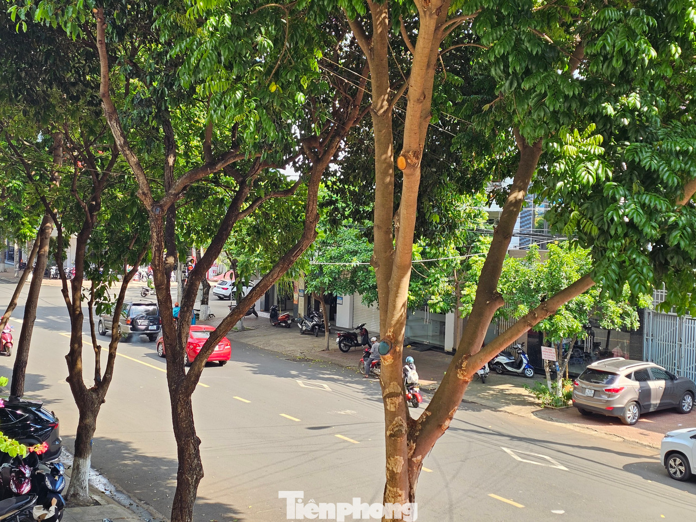 Cây xanh được trồng tại TP Buôn Ma Thuột, Đắk Lắk