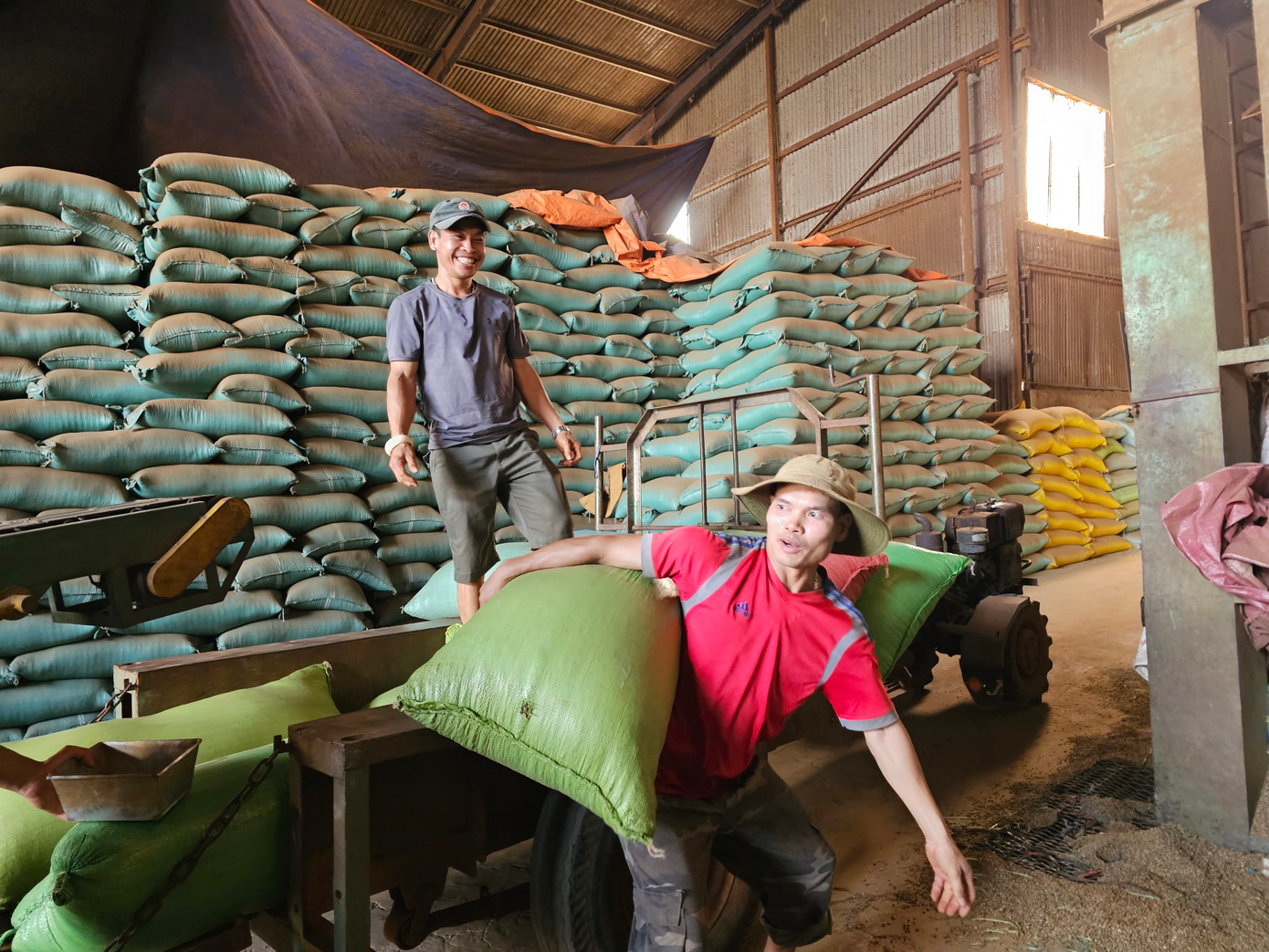 Nông dân đi bán cà phê sau khi giá tăng lên 100.000 đồng/kg Nông dân đi bán cà phê sau khi giá tăng lên 100.000 đồng/kg