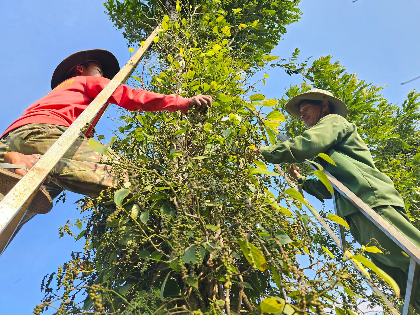 Kinh tế vùng Tây Nguyên có những đặc thù riêng, liên quan nhiều về lĩnh vực nông nghiệp