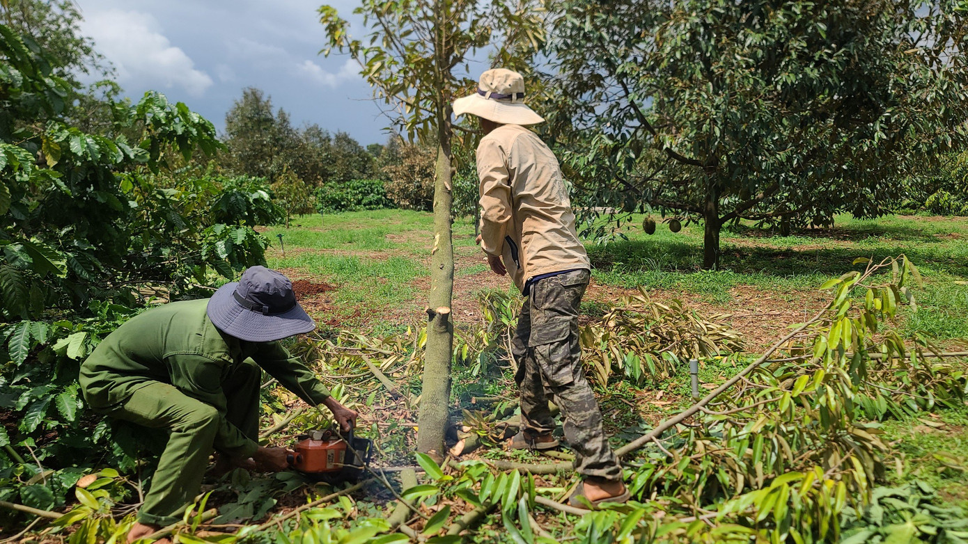 Người dân cưa gốc cây sầu riêng đã bị ngã vì dông lốc. Người dân cưa gốc cây sầu riêng đã bị ngã vì dông lốc.