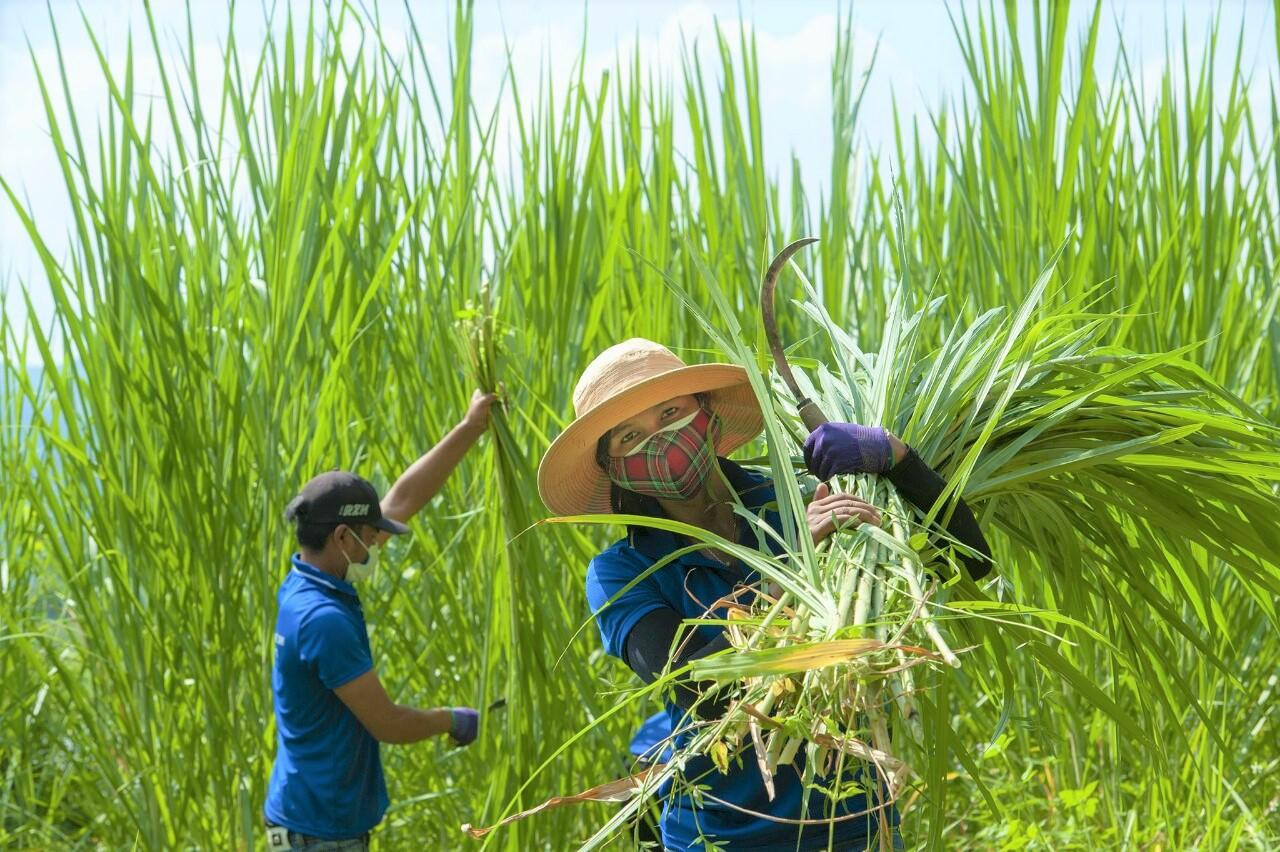 Ông Y Kương Bkrông, trưởng buôn Dranh A cho hay, việc khó khăn nhất lúc này trong khu vực phong tỏa là tìm nguồn thức ăn cho đàn gia súc. Do người dân phải cách ly tại nhà, không được đi ra ngoài, trong khi số lượng đàn gia súc khá lớn. Trước tình hình đó, ban tự quản buôn đã tập hợp lực lượng thanh niên đi cắt cỏ. Cũng chính lực lượng này nhiệt tình đi từng nhà phát nhu yếu phẩm. Nhờ đó, người dân trong buôn rất yên tâm, chấp hành tốt quy định cách ly phòng chống dịch bệnh.