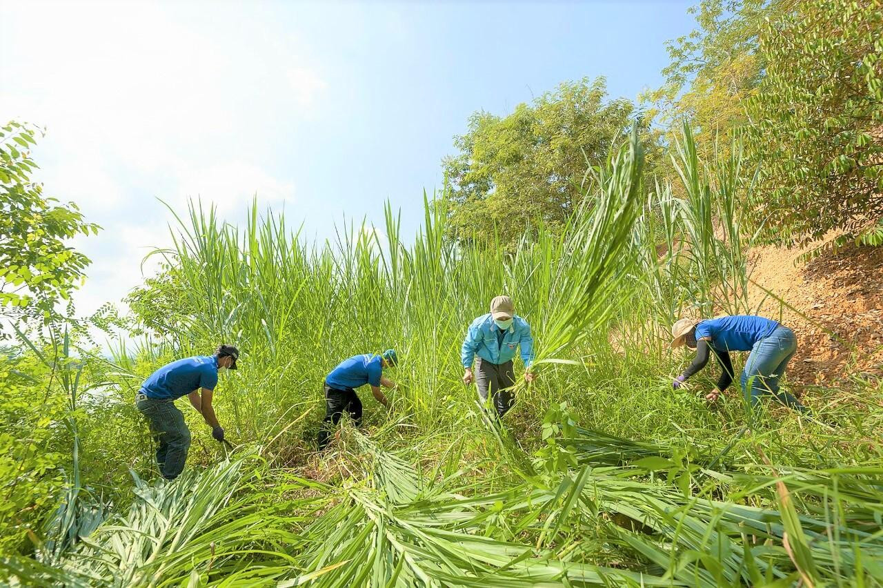Từ ngày 27/6 đến nay, đoàn thanh niên xã Đắk Liêng cùng các đơn vị khác vận động được hơn 500 suất quà, chủ yếu là nhu yếu phẩm tặng cho người dân khu vực bị phong tỏa. Ngoài vận động, đoàn viên, thanh niên còn thay nhau túc trực tại chốt kiểm soát dịch, sẵn sàng đi chợ thay mỗi khi người dân nào có yêu cầu. Trong ảnh, các tình nguyện viên tham gia cắt cỏ làm thức ăn cho đàn gia súc của người dân trong vùng bị phong tỏa.