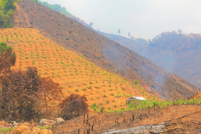 Một góc rừng sản xuất tại huyện Lắk (Đắk Lắk) bị phá, lấn chiếm