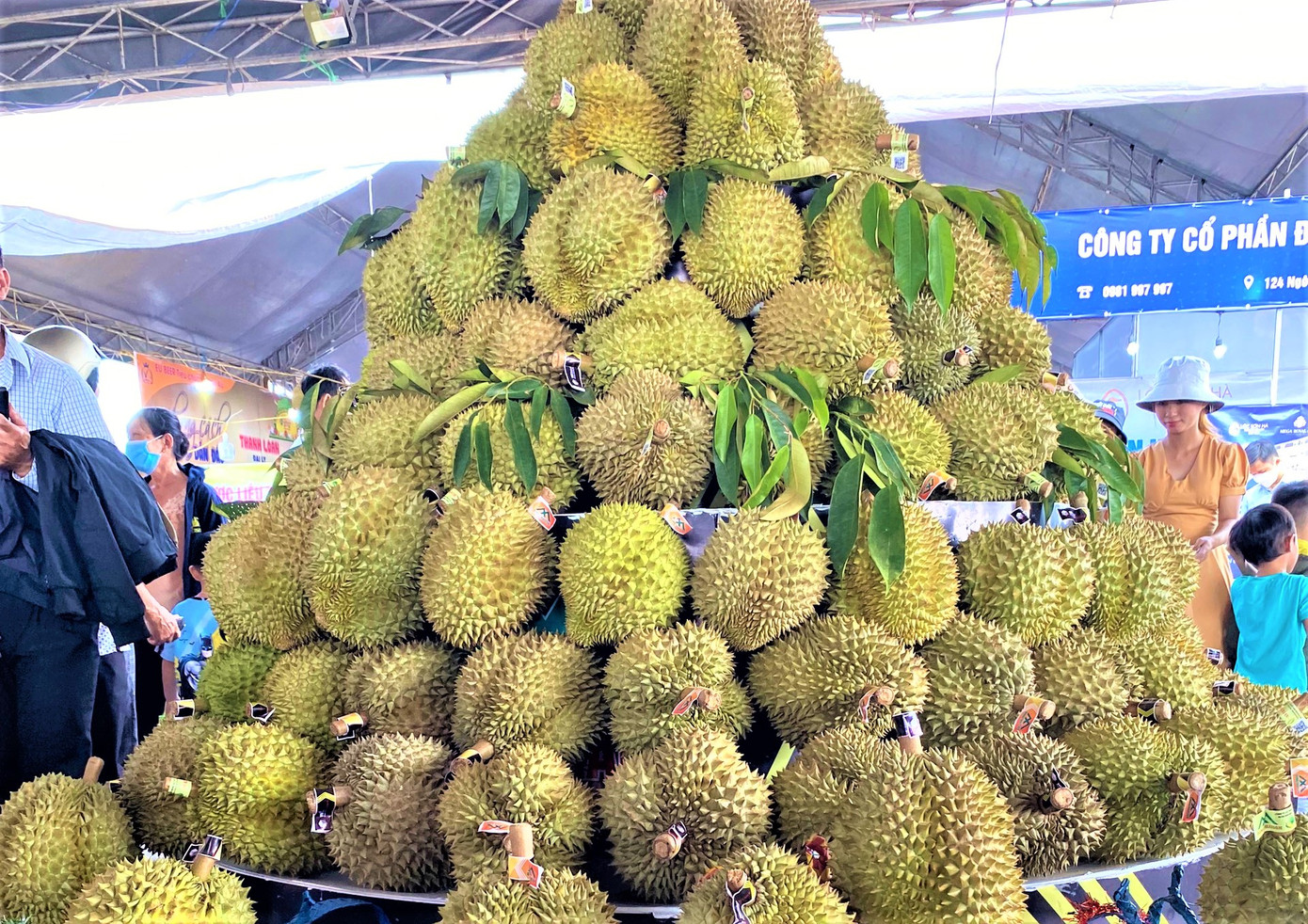 Sầu riêng được trồng tại huyện Krông Pắc Sầu riêng được trồng tại huyện Krông Pắc