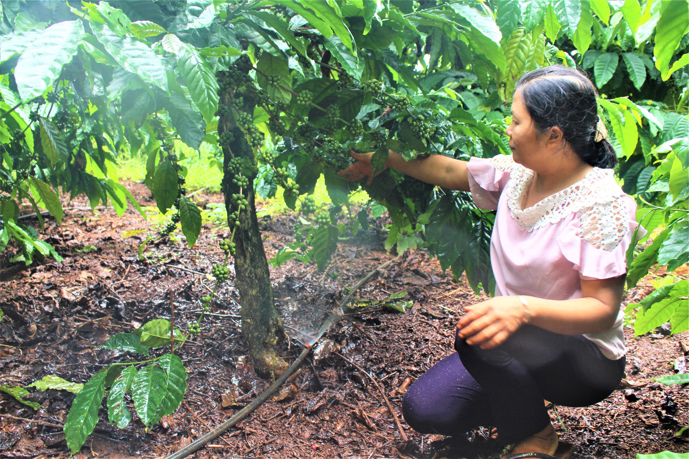 Bà Oanh làm giàu nhờ cây cà phê